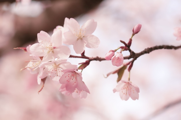 Weicher Frühlingshintergrund verwischt blühende Zweige von Kirschblüte-Kopienraum