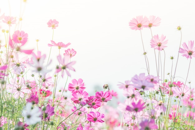 Weicher, selektiver Fokus des Kosmos, undeutliche Blume für Hintergrund, bunte Anlagen