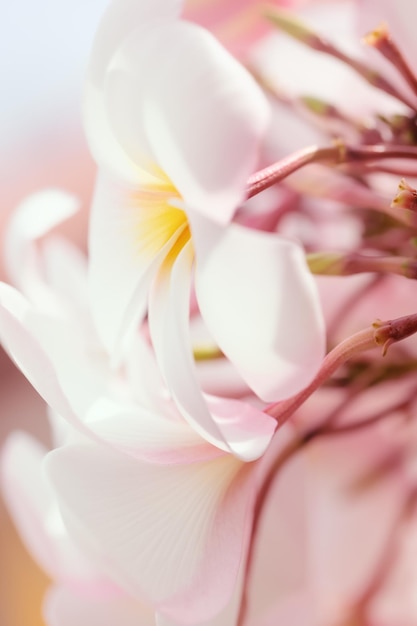 Weicher und selektiver Fokus von FrühlingsblumenPlumeria blüht Hintergrund