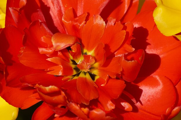 Weiches abstraktes Bild der schönen roten Tulpe. Makro mit extrem geringer Schärfentiefe.