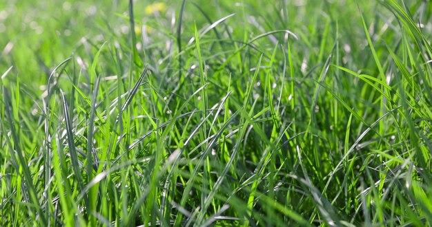 Weiches grünes Gras im Frühling in Nahaufnahme.