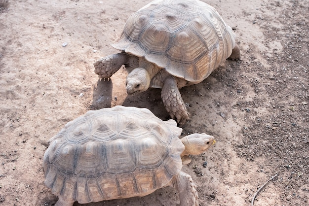 Foto weichschildkröte