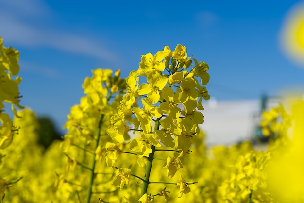 Weichzeichner der Brassica napus-Unteransicht.