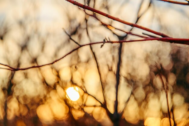 Weichzeichner-Sonnenlicht durch Äste ohne Blätter. Sonnenuntergang