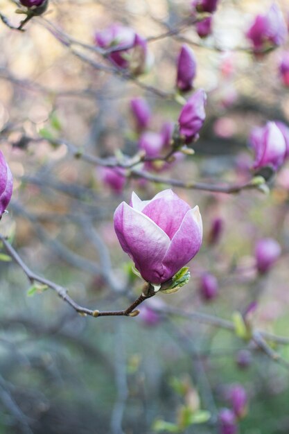 Weichzeichnerbild der blühenden Magnolienblüten im Frühling.