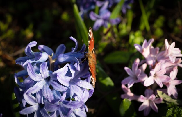 Weichzeichnerbild von Hyazinthenblumen, die im Frühling blühen. Blaue Hyazinthe mit Schmetterling auf Blumen.