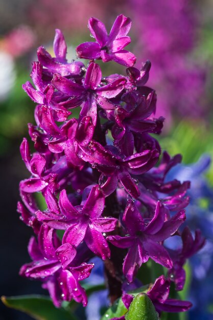 Weichzeichnerbild von Hyazinthenblumen, die im Frühling blühen. Lila Hyazinthe mit Wassertropfen im Regen