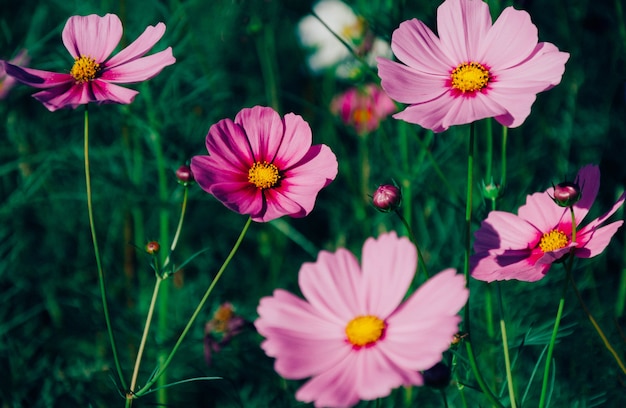 Weichzeichnerkosmosblume auf Weinlesepastellfilter