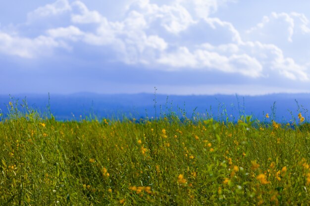 Weichzeichnung des gelben Feldes unter blauem Himmel. Natur Hintergrund