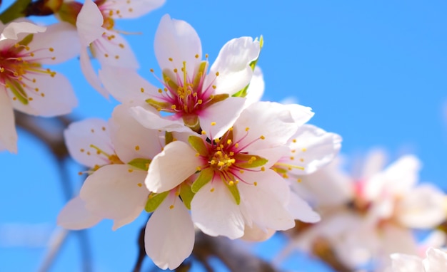 Weichzeichnung des Mandelblumenhintergrundes.