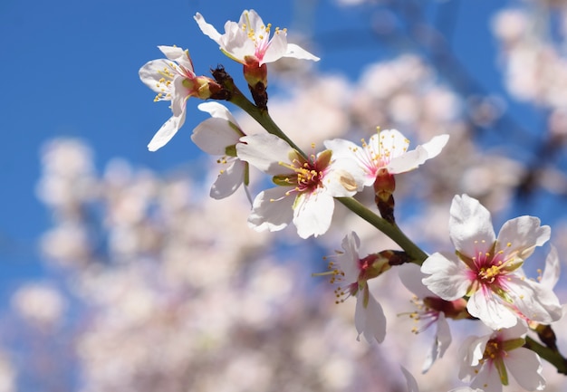 Weichzeichnung des Mandelblumenhintergrundes.