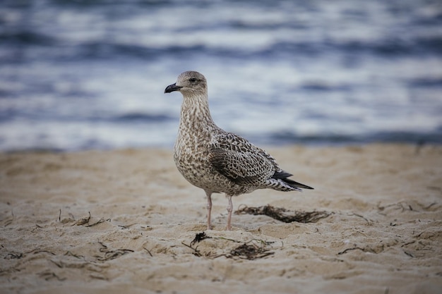 Weichzeichnung einer möwe, die an einem sandstrand spazieren geht