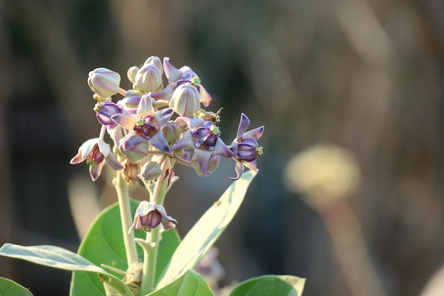 Weichzeichnung von purpurroten Kronen-Blumen, riesiges indisches Milkweed.