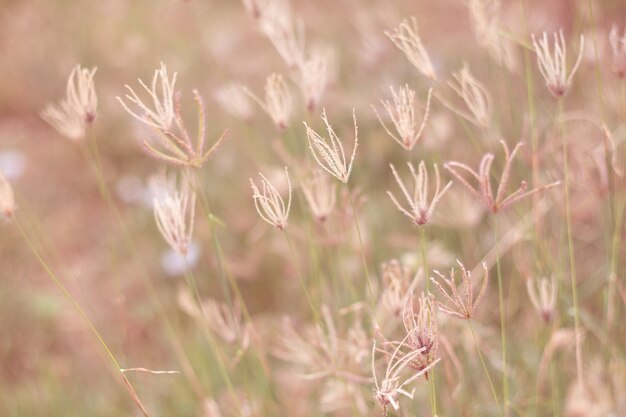 Weichzeichnungswiese blüht in der Feld- oder Grasblume mit warnen Sonnenaufganglicht