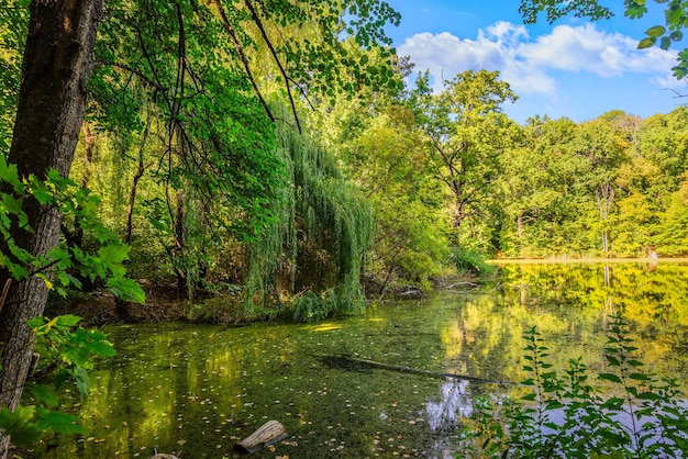 Weide am teich