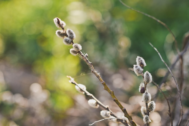 Weide mit Knospen im Frühjahr 8132