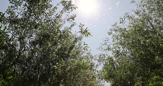 Foto weide während der blüte mit viel weißem flausch mit schwarzen samen