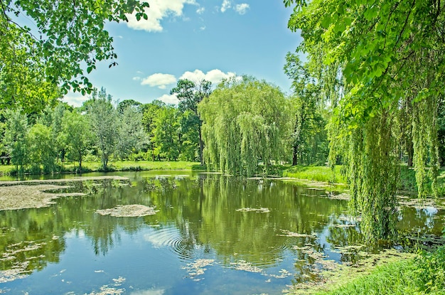 Weiden am Fluss Trauerweide im Park