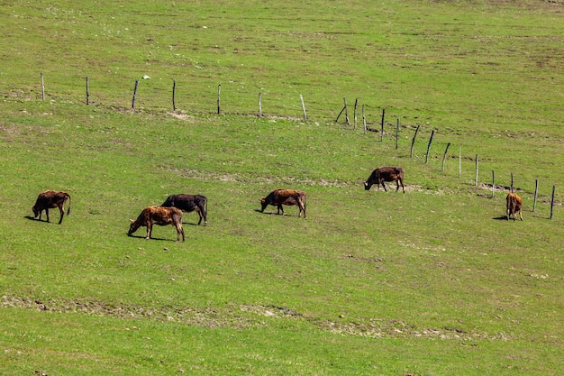 Weidende Kühe auf einer grünen Almweide