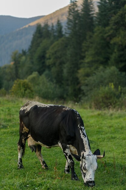 Weidende Kühe. schwarze und weiße Kuh, die auf der Wiese in den Bergen weidet. Rinder auf einer Weide