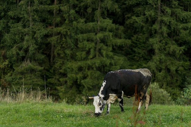 Weidende Kühe. schwarze und weiße Kuh, die auf der Wiese in den Bergen weidet. Rinder auf einer Weide