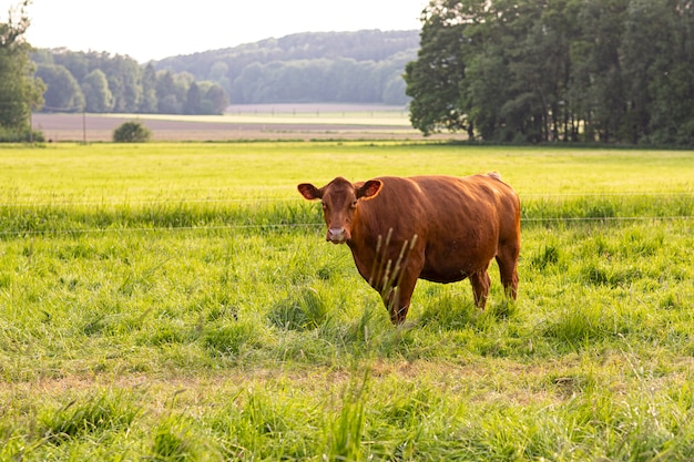 Weidende Kuh auf der Weide