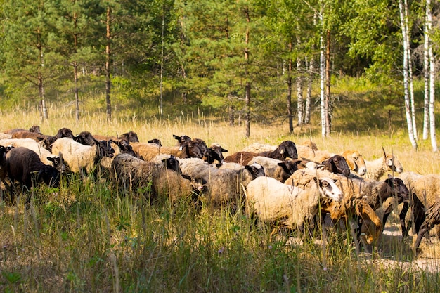 Weidende Schafe auf einer Weide in einem Feld. Schafe sind schwarz und braun