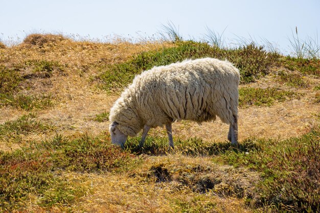 Foto weidende schafe