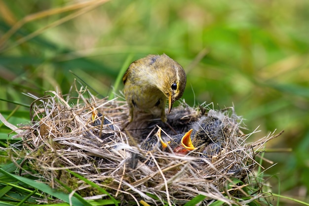 Weidengrasmücke, die kleine Küken auf Nest in der Sommernatur füttert