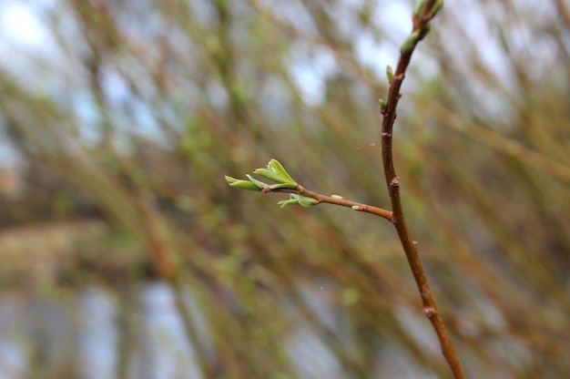 Weidenknospen auf einem unscharfen Hintergrund