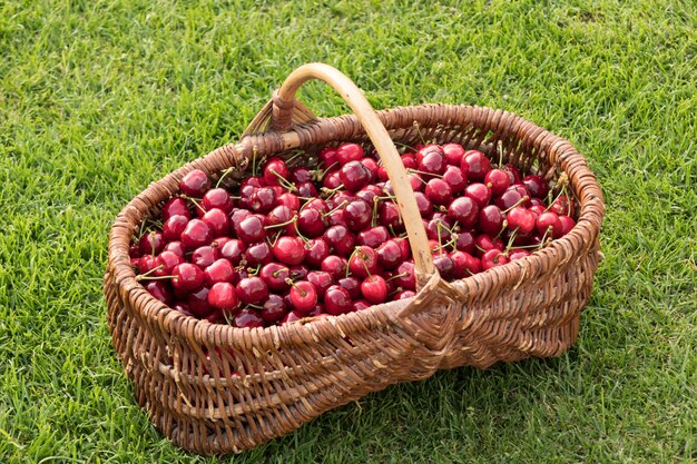 Weidenkorb auf das Gras gelegt und mit schönen roten Kirschen gefüllt