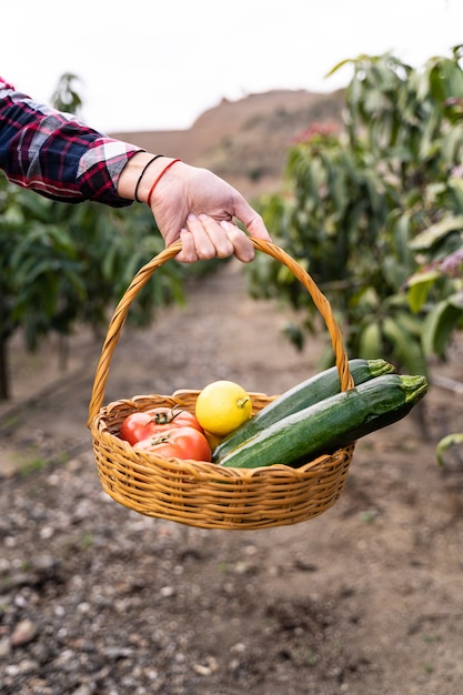 Weidenkorb mit Bio-Feldprodukten, Tomaten, Zucchini und Zitronen. Bio-Gartenkonzepte