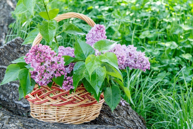 Weidenkorb mit lila Blumen am Stamm eines umgestürzten Baumes mit grünem Gras im Hintergrund