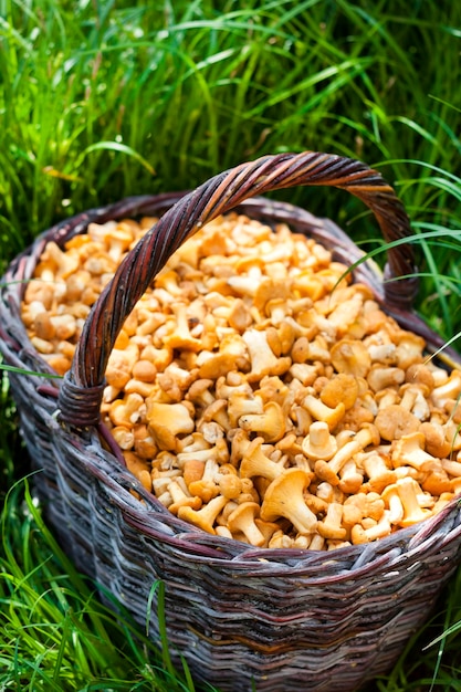 Weidenkorb mit Pfifferlingen der wilden Pilze auf grünem Grashintergrund