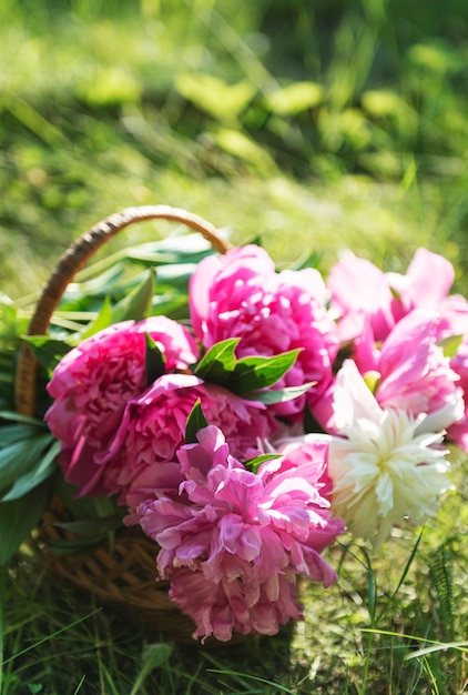 Weidenkorb mit schönen rosa und weißen Pfingstrosen