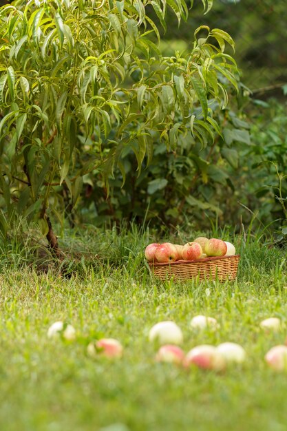 Weidenkorb und reife Äpfel auf grünem Gras im Obstgarten. Gefallene Äpfel im Sommergarten. Obsternte. Geringe Schärfentiefe, Fokus auf den Korb.