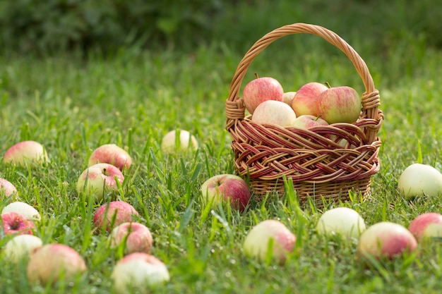 Weidenkorb und rote Äpfel auf grünem Gras im Obstgarten.