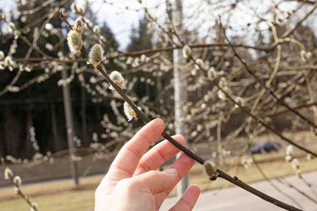 Weidenzweig mit flauschigen Knospen aus nächster Nähe