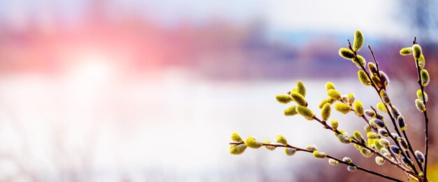 Weidenzweig mit Kätzchen in der Nähe von Wald und Fluss auf verschwommenem hellem Hintergrund. Ostern-Hintergrund