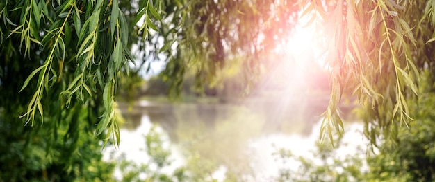 Weidenzweige hängen während des Sonnenuntergangs im Sonnenlicht über dem Fluss