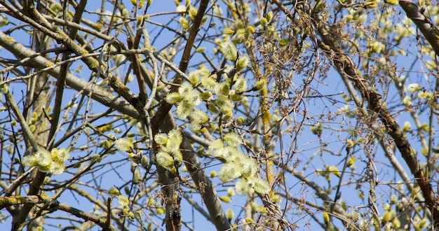 Weidenzweige mit blühenden Knospen