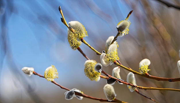 Foto weidenzweige mit flauschigen knospen an einem sonnigen frühlingstag