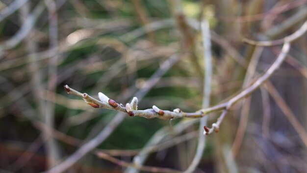 Weidenzweige mit flauschigen Knospen aus nächster Nähe