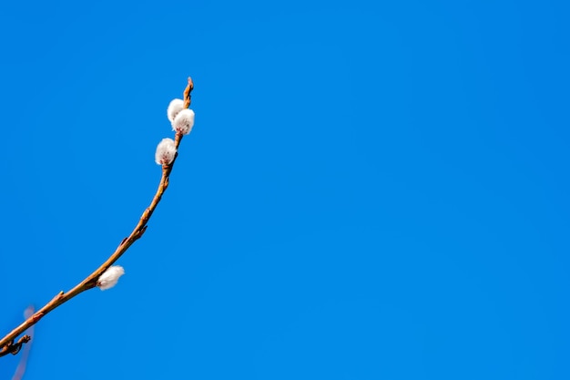 Weidenzweige mit flauschigen Knospen im Frühjahr, Nahaufnahme Natürlicher Frühlingshintergrund