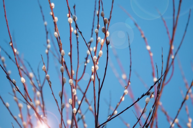 Foto weidenzweige mit grünen kätzchen auf blauem hintergrund