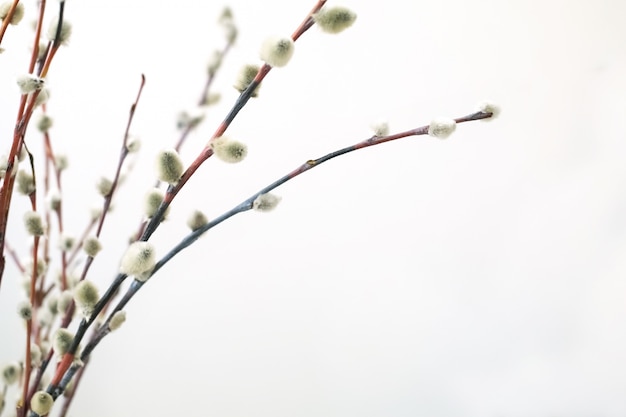 Weidenzweige zu Ostern. Vorbereitung auf Ostern.