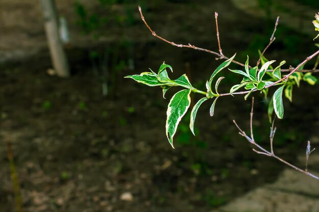 Foto weigela japonesa botões de flores rosa pálido nome latino weigela japônica var sinica