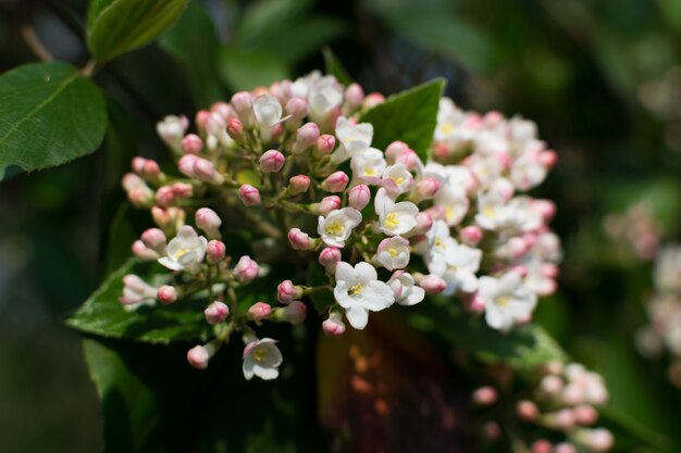 Weigela na turva perto com bokeh