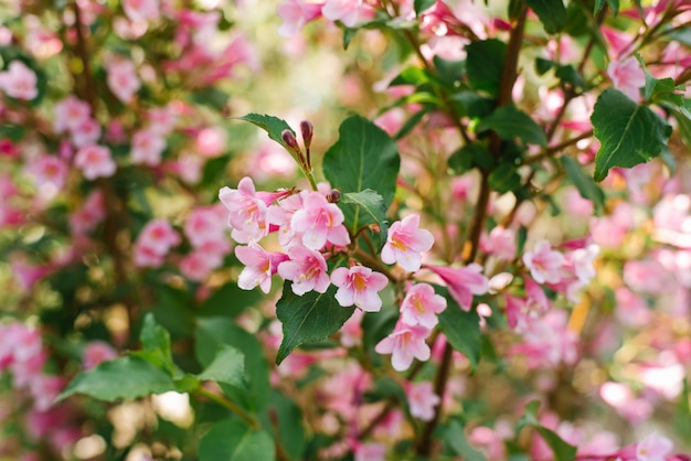 Weigela rosa flores en una rama en el jardín en verano