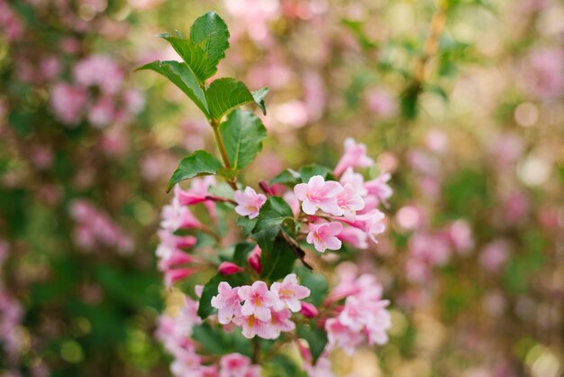 El weigela rosado florece en una rama en el jardín en verano. Enfoque selectivo